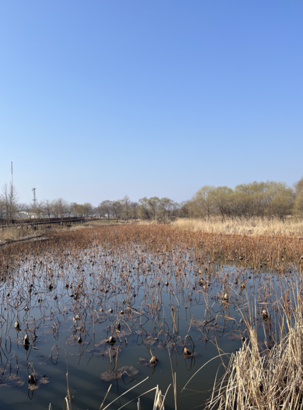 경포습지유수지 연꽃