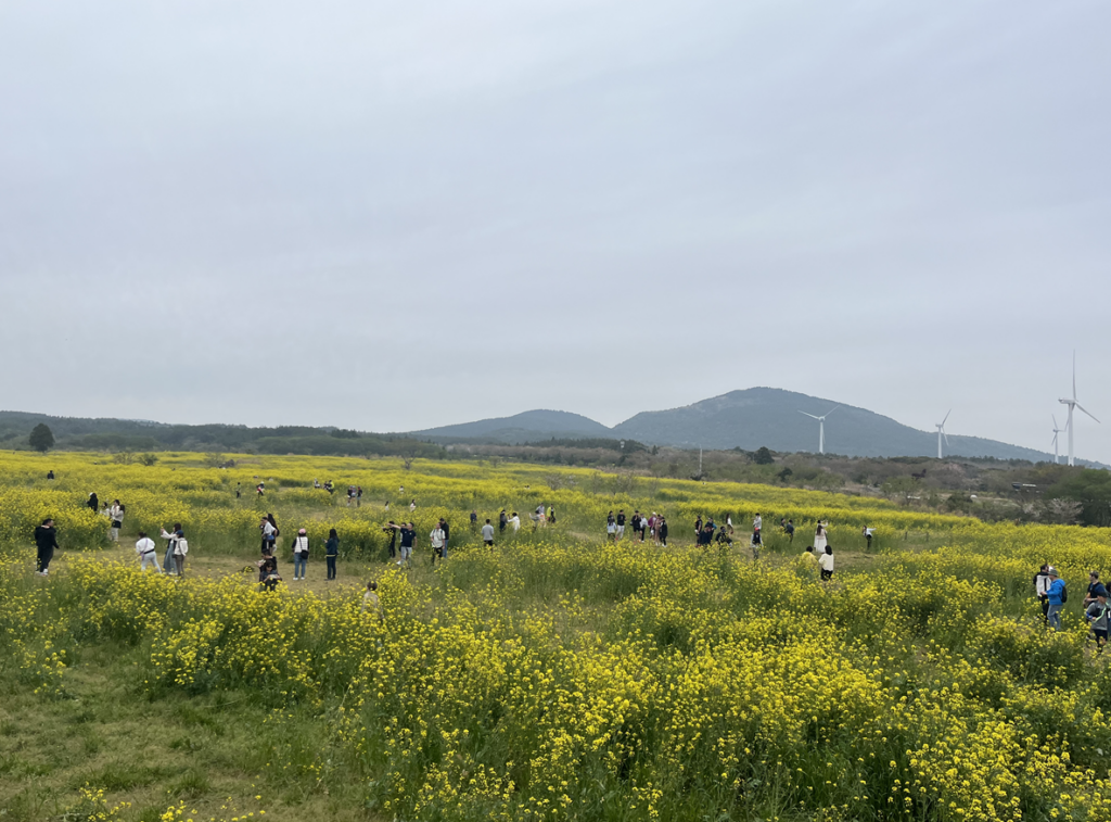 제주 파타고니아 트레일러닝 코스중에 유채꽃밭